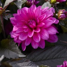 Dahlia x pinnata Candlelight Violet Blaze