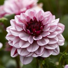 Dahlia x pinnata Créme de Cassis