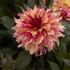Dahlia x pinnata Decora