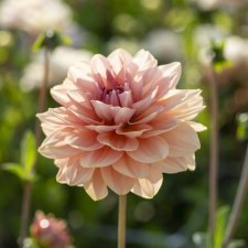 Dahlia x pinnata Dolce Eva