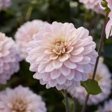 Dahlia x pinnata Glossy Annika
