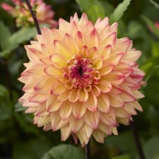 Dahlia x pinnata Hakuna Matata