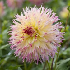 Dahlia x pinnata Hapet P