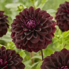 Dahlia x pinnata Jowey Midnight