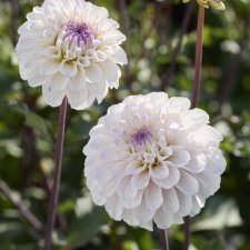 Dahlia x pinnata Pencil Art Sugar