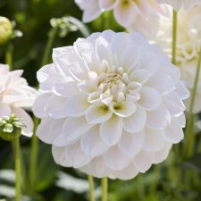 Dahlia x pinnata Silver Antique