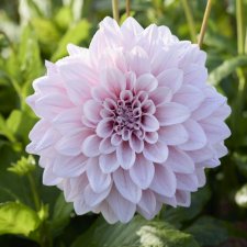 Dahlia Dekorativ Titan Ballerina Blush 1st