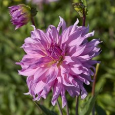 Dahlia x pinnata Titan Coral