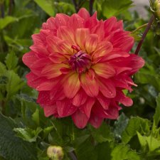 Dahlia x pinnata Titan Spectra