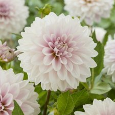 Dahlia x pinnata Valente