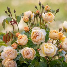 Rosa austin Dannahue ™