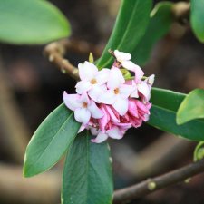 Daphne odora Aureomarginata, Tibast