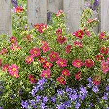 Dasiphora fruticosa Danny Boy ®, Ölandstok