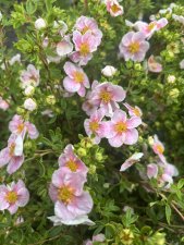 Dasiphora fruticosa New Dawn, Ölandstok