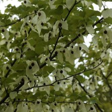 Davidia involucrata, Näsduksträd, Duvträd