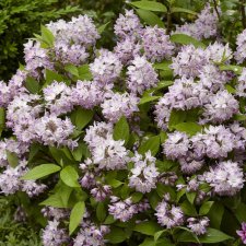 Deutzia Raspberry Sundae ®