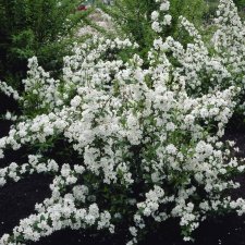 Deutzia rosea Campanulata