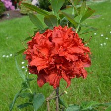 Rhododendron Knap Hill Doloroso