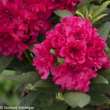 Rhododendron hybr. Double Kiss
