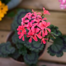 Dvärgpelargon Dresden Pink, kruka