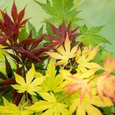 Acer palmatum Festival ®