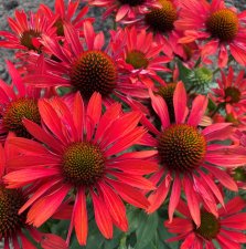 Echinacea hybr. SunSeekers ® Coral, Solhatt