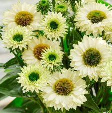 Echinacea hybr. SunSeekers White Perfection ®, Solhatt, C3