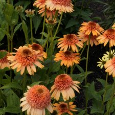 Echinacea hybr. Supreme ™ Cantaloupe ®, Solhatt