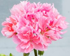 Stjärnpelargon Edwards Finn, kruka