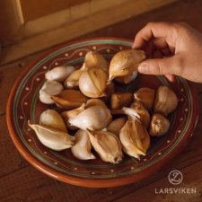 Elefantvitlök 5-pack