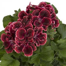 Pelargonium grandiflorum Elegance Adele ®