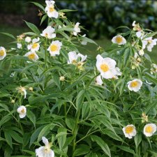 Paeonia emodi Late Windflower, Näckrospion, C3