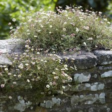 Erigeron