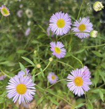 Erigeron karvinskianus Lavender Lady, Murbinka