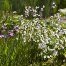 Eriophorum latifolium