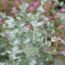 Eucalyptus gunnii Azura ®