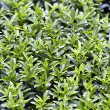 Euonymus fortunei Green Spire