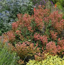 Euphorbia characias Galaxy Glow ®, Törel