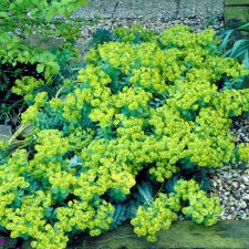 Euphorbia myrsinites, Myrtentörel