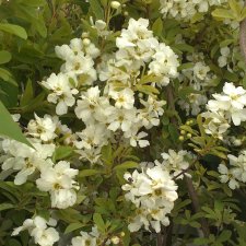 Exochorda racemosa Niagara ®, Dvärgpärlbuske, 50-60 C3