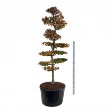 Blodbok Bonsai