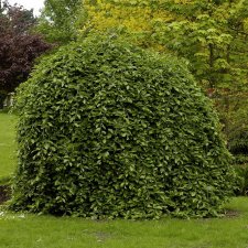 Fagus sylvatica Pendula, Hängbok