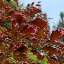 Fagus sylvatica Purpurea Tricolor, Blodbok, 100-125 C5