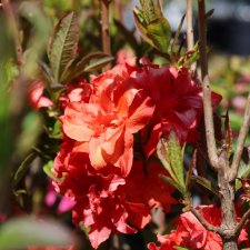 Rhododendron mixtum Feuerköpfchen, Azalea, 40 C5