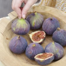 Ficus carica Rouge de Bordeaux (Ronde de Bordeaux), Fikon