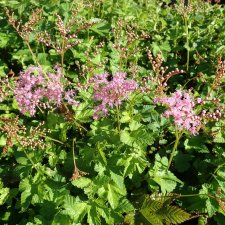 Filipendula multijuga (Grand Ridge, Göteborg), Litet Älggräs, P11cm