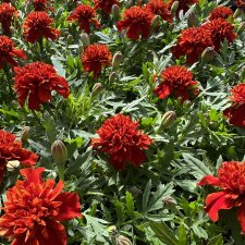 Tagetes Fireball
