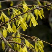 Forsythia viridissima Kumson