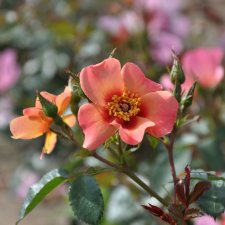 Rosa persica For your eyes only ®