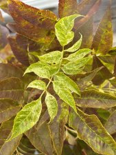 Fraxinus excelsior Argenteo-variegata, Ask